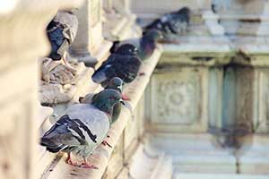Aves y Palomas