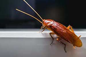 Cucarachas