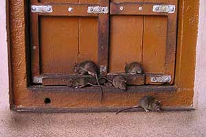 Ratas y Ratones
