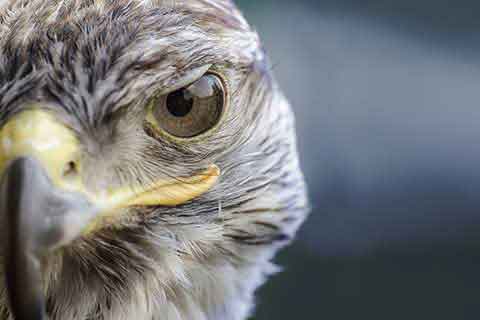 aves cetreria2