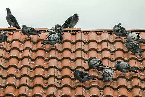 Control de palomas y gorriones en tejados Palomas en tejados y casas
