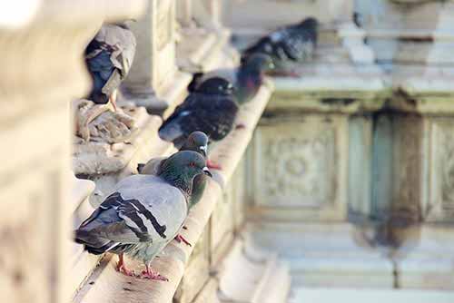 Palomas deteriorando edificios por excrementos Palomas Edificios